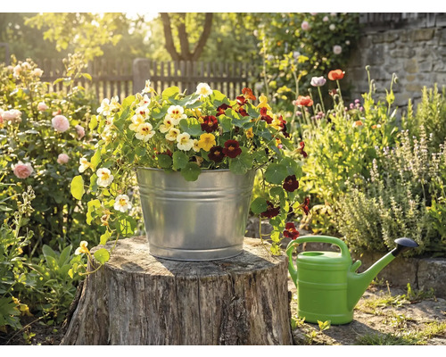 Ein verzinkter Metalleimer bepflanzt mit bunten Kapuzinerkressen auf einem Baumstumpf in einem sonnigen Garten neben einer Giesskanne.