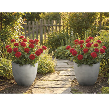 Zwei graue, geriffelte Pflanzgefäße mit roten Rosen stehen an einem Steinpfad in einem sonnigen Garten mit Holzzaun.