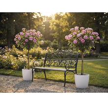 Schwarze Gartenbank aus Metall mit Verzierungen zwischen zwei rosa Hochstammrosen in weissen Töpfen in einem hellen Garten.