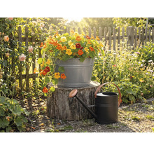 Bassine en zinc avec des capucines sur une souche à côté d'un arrosoir en métal noir dans un jardin ensoleillé avec clôture en bois.