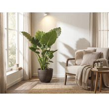 Große Alocasia im dunklen Pflanzkübel in einem hellen Wohnzimmer neben einem Sessel mit Kissen und einer Wohndecke.