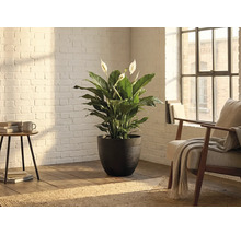 Einblatt (Spathiphyllum) in einem dunklen strukturierten Blumentopf in einem hellen Raum mit weisser Ziegelwand und Holzfussboden.