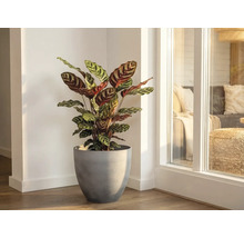 Plante d intérieur Calathea aux feuilles à motifs dans un pot gris dans le coin d une pièce lumineuse à côté d une fenêtre.