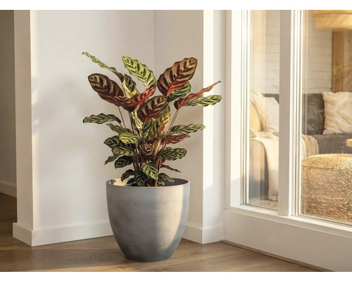 Plante d intérieur Calathea aux feuilles à motifs dans un pot gris dans le coin d une pièce lumineuse à côté d une fenêtre.