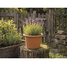 Plante de lavande en fleurs dans un pot rond en plastique couleur terre cuite posé sur une souche d'arbre dans un jardin avec une clôture en bois.
