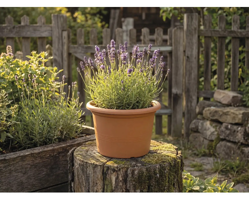 Plante de lavande en fleurs dans un pot rond en plastique couleur terre cuite posé sur une souche d'arbre dans un jardin avec une clôture en bois.