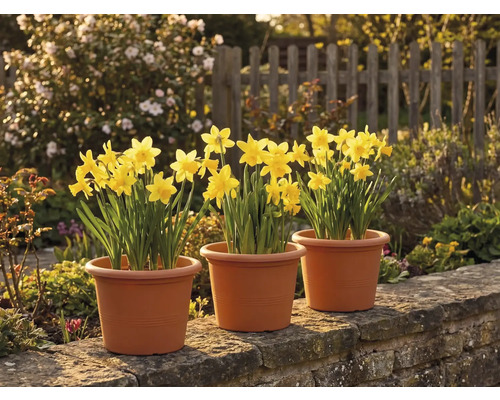 Trois pots de narcisses jaunes posés sur un muret en pierre dans un jardin ensoleillé avec une clôture en bois.