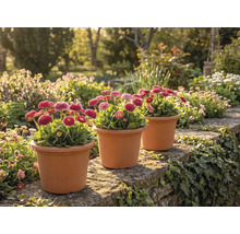 Trois pots de pâquerettes roses (Bellis perennis) sur un mur en pierre naturelle dans un jardin lumineux et planté.