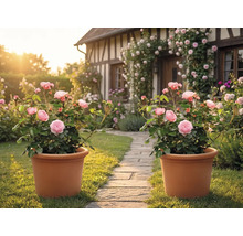 Deux pots en terre cuite avec des rosiers roses sur un chemin de jardin en pierre devant une maison à colombages avec des rosiers grimpants.