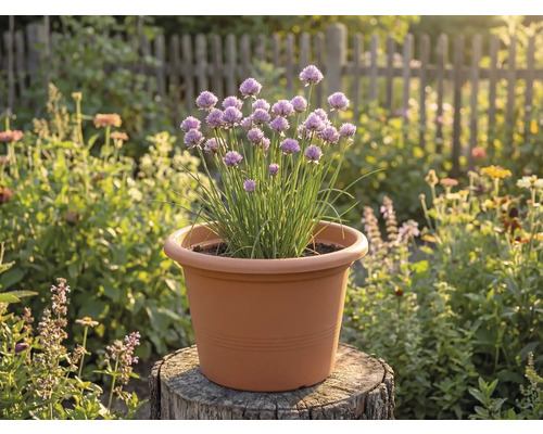 Blühender Schnittlauch in einem terrakottafarbenen Kunststofftopf auf einem Baumstumpf in einem hellen Garten.