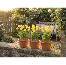 Trois pots de narcisses jaunes sur un muret de pierre dans un jardin lumineux avec un banc en bois et des roses en fleur.