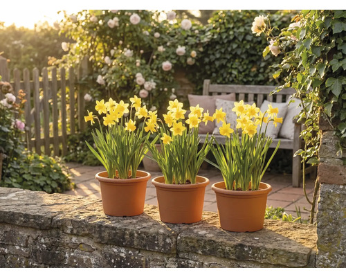 Trois pots de narcisses jaunes sur un muret de pierre dans un jardin lumineux avec un banc en bois et des roses en fleur.