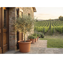 Olivenbaum in einem grossen Terrakotta-Topf auf einer Steinterrasse vor einer Natursteinwand mit Blick auf einen Rebberg.
