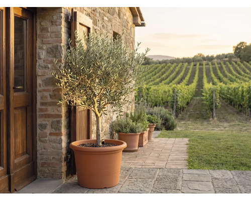 Olivenbaum in einem grossen Terrakotta-Topf auf einer Steinterrasse vor einer Natursteinwand mit Blick auf einen Rebberg.