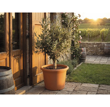 Olivenbaum im terracottafarbenen Kunststofftopf auf einer Steinterrasse vor einem rustikalen Haus mit Weinbergen im Hintergrund.