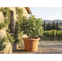Feigenbaum in einem grossen terrakottafarbenen Pflanztopf vor einer rustikalen Steinmauer mit Blick auf einen Weinberg.