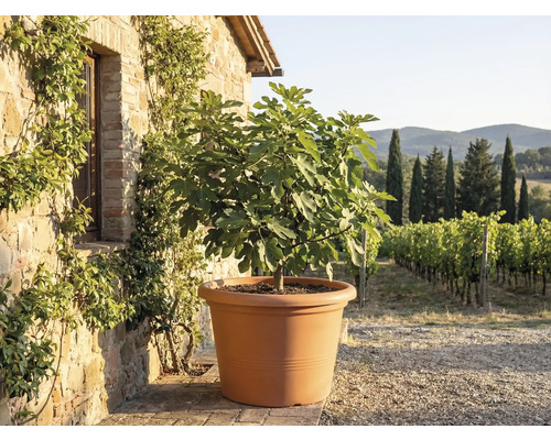 Feigenbaum in einem grossen terrakottafarbenen Pflanztopf vor einer rustikalen Steinmauer mit Blick auf einen Weinberg.