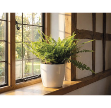 Ein Farn in einem weissen Blumentopf auf einer hölzernen Fensterbank neben einem Sprossenfenster in einem hellen Raum mit Fachwerk.