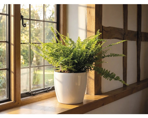 Ein Farn in einem weissen Blumentopf auf einer hölzernen Fensterbank neben einem Sprossenfenster in einem hellen Raum mit Fachwerk.