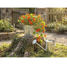 Seau en métal galvanisé avec fleurs orange sur une souche d arbre près d un arrosoir en zinc dans un jardin lumineux avec clôture en bois.