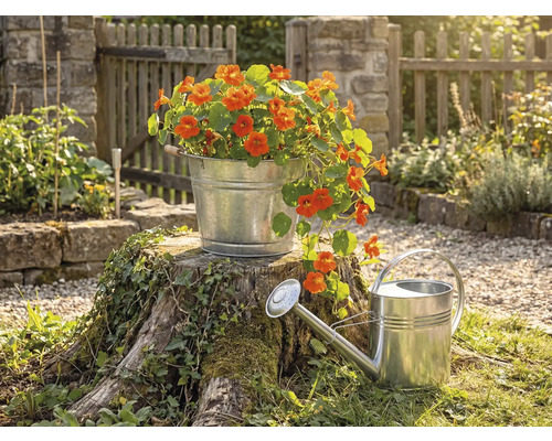 Seau en métal galvanisé avec fleurs orange sur une souche d arbre près d un arrosoir en zinc dans un jardin lumineux avec clôture en bois.