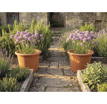 Zwei grosse terrakottafarbene Pflanztöpfe mit lila Allium auf einem Steinweg in einem Kräutergarten mit Holzbeeten und Steinmauern.