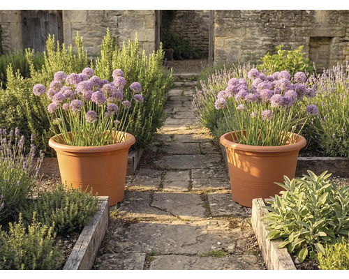 Zwei grosse terrakottafarbene Pflanztöpfe mit lila Allium auf einem Steinweg in einem Kräutergarten mit Holzbeeten und Steinmauern.