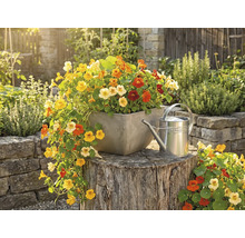 Capucines colorées dans un bac à fleurs carré sur une souche à côté d'un arrosoir en métal dans un jardin lumineux.