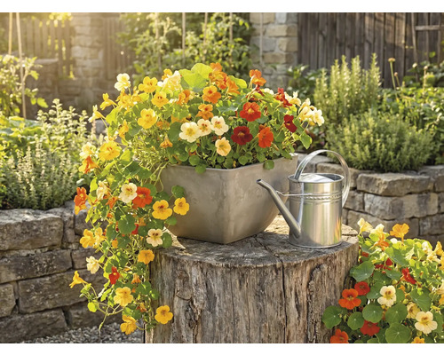 Capucines colorées dans un bac à fleurs carré sur une souche à côté d'un arrosoir en métal dans un jardin lumineux.