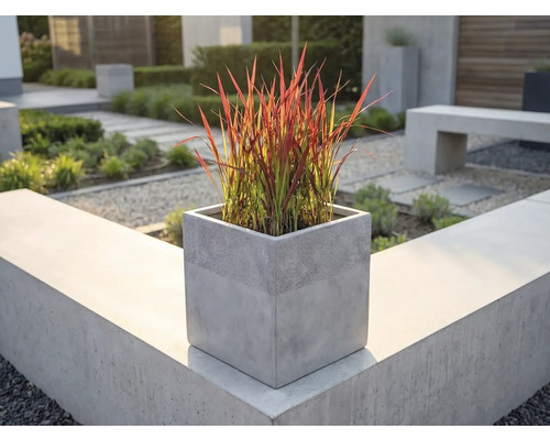 Jardinière carrée aspect béton avec graminée ornementale rouge sur un muret de jardin moderne dans un espace extérieur clair et organisé.