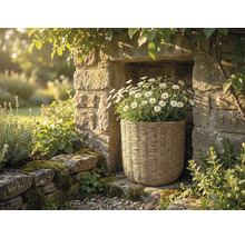 Panier à plantes tressé avec des marguerites blanches dans une niche en pierre naturelle au sein d un jardin lumineux.