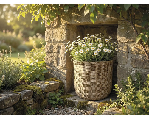 Panier à plantes tressé avec des marguerites blanches dans une niche en pierre naturelle au sein d un jardin lumineux.