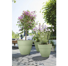 Pots de fleurs en plastique vert clair sur une terrasse en bois ensoleillée dans le jardin, garnis de plantes fleuries.