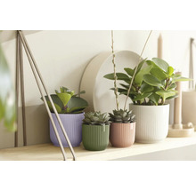 Plantes interieures en cache-pots stries violets, verts, roses et blancs sur une etagere en bois dans un decor lumineux et ordonne.