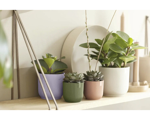 Plantes interieures en cache-pots stries violets, verts, roses et blancs sur une etagere en bois dans un decor lumineux et ordonne.