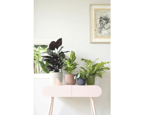 Diverses plantes d intérieur dans des cache-pots nervurés sur une table d appoint dans une pièce lumineuse.