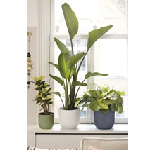 Trois plantes d intérieur, dont un Strelitzia et un Calathea, dans des pots striés sur un rebord de fenêtre lumineux devant une fenêtre blanche.