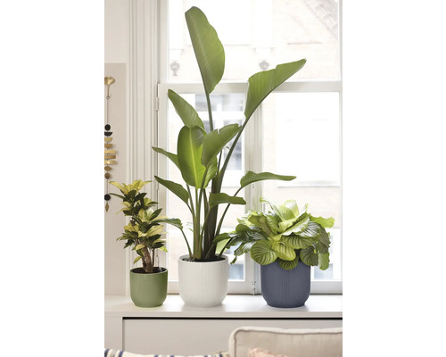 Trois plantes d intérieur, dont un Strelitzia et un Calathea, dans des pots striés sur un rebord de fenêtre lumineux devant une fenêtre blanche.