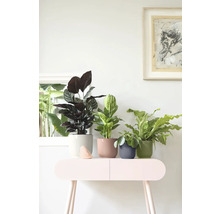 Diverses plantes d intérieur dans des cache-pots nervurés sur une table d appoint dans une pièce lumineuse.