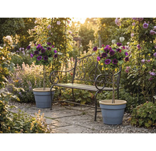 Gartenbank aus Metall mit Verzierungen und zwei Hochstammrosen in Pflanztöpfen auf einer sonnigen Steinterrasse in einem blühenden Garten.