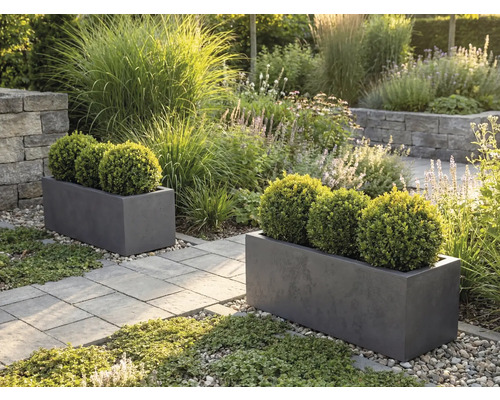 Zwei graue rechteckige Pflanzkübel mit Buchsbaumkugeln in einem hellen Garten mit Steinplattenweg und Gräsern.