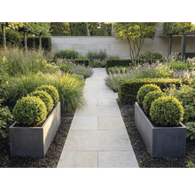 Moderner Garten mit hellem Plattenweg, dunkelgrauen Pflanzkübeln mit Buchsbaumkugeln, Gräsern und Hecken vor einer Steinmauer.