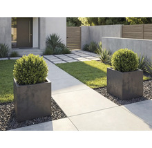 Moderne Gartengestaltung mit zwei quadratischen Pflanzkübeln, Buchsbäumen, Betonweg und Kies.