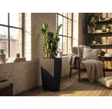 Hoher, quadratischer Pflanzkübel in dunkler Rattan-Optik mit einer Zamioculcas-Pflanze in einem hellen Wohnraum mit weißer Ziegelwand.