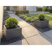 Moderner Garten mit grossformatigen Betonplatten, quadratischen Pflanzkübeln in Anthrazit und kugelförmig geschnittenen Buchsbäumen.