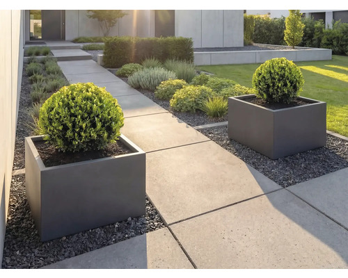 Moderner Garten mit grossformatigen Betonplatten, quadratischen Pflanzkübeln in Anthrazit und kugelförmig geschnittenen Buchsbäumen.