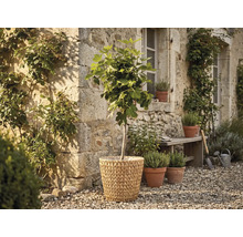 Figuier dans un panier tressé devant un mur en pierre rustique dans un jardin avec des pots d'herbes et un banc en bois sur du gravier.