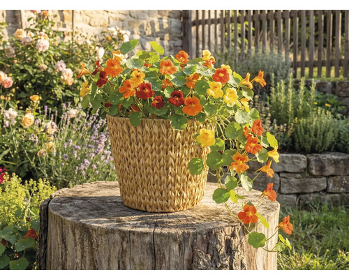 Capucines avec des fleurs jaunes et orange dans un panier tressé sur une souche d'arbre dans le jardin.