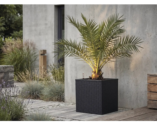 Palme in einem dunklen, quadratischen Pflanzkübel in Geflechtoptik auf einer Steinterrasse vor einer Betonwand.