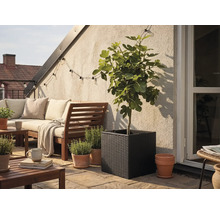 Quadratischer, schwarz geflochtener Pflanzkübel mit Feigenbaum auf einer hellen Terrasse mit Holzgartenmöbeln und Kräutertöpfen aus Terrakotta.